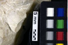 Foto (Detailansicht) von Decapoda indet. (NHMW-GEO-1990-0041-0020)